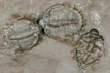 Cluster of Beautiful Basseiarges Trilobites - Jorf, Morocco #124893-2